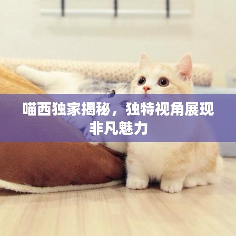 喵西獨家揭秘，獨特視角展現(xiàn)非凡魅力