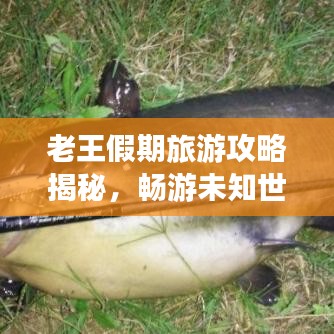 老王假期旅游攻略揭秘，暢游未知世界的精彩之旅