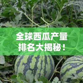 全球西瓜產(chǎn)量排名大揭秘！