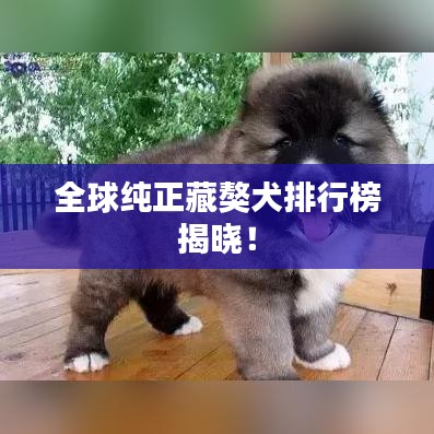 全球純正藏獒犬排行榜揭曉！