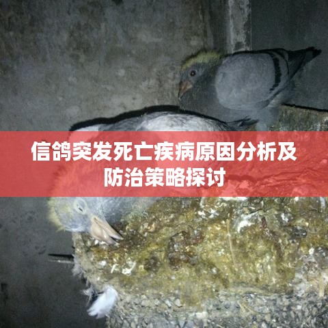 信鴿突發(fā)死亡疾病原因分析及防治策略探討