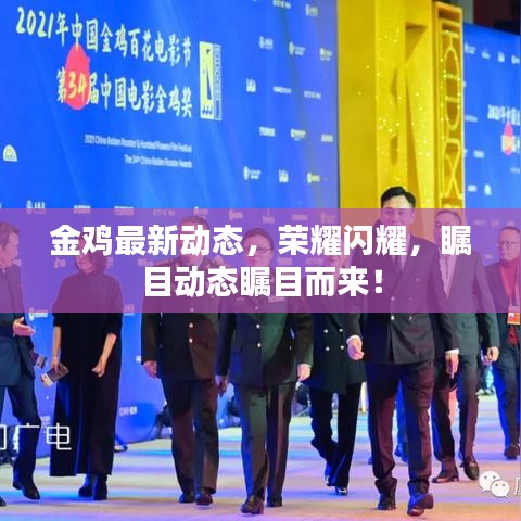 金雞最新動態(tài)，榮耀閃耀，矚目動態(tài)矚目而來！