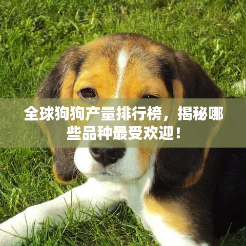全球狗狗產(chǎn)量排行榜，揭秘哪些品種最受歡迎！