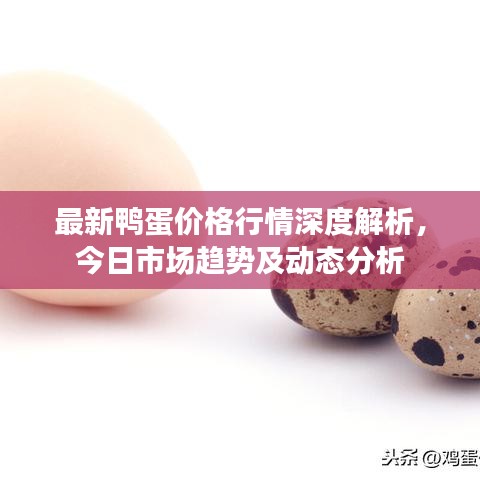 最新鴨蛋價(jià)格行情深度解析，今日市場(chǎng)趨勢(shì)及動(dòng)態(tài)分析