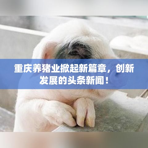 重慶養(yǎng)豬業(yè)掀起新篇章，創(chuàng)新發(fā)展的頭條新聞！