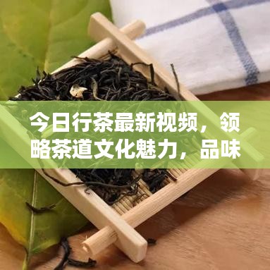 今日行茶最新視頻，領略茶道文化魅力，品味傳統(tǒng)韻味