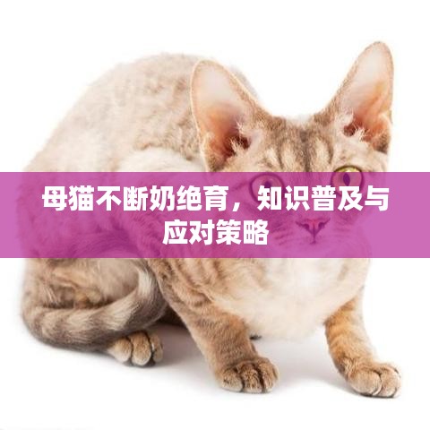 母貓不斷奶絕育，知識(shí)普及與應(yīng)對(duì)策略