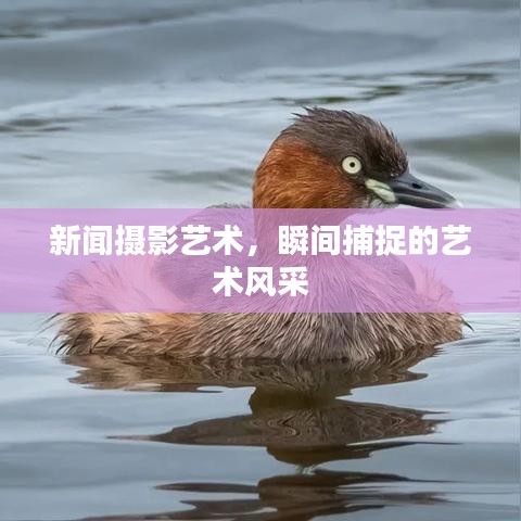 新聞攝影藝術(shù)，瞬間捕捉的藝術(shù)風(fēng)采