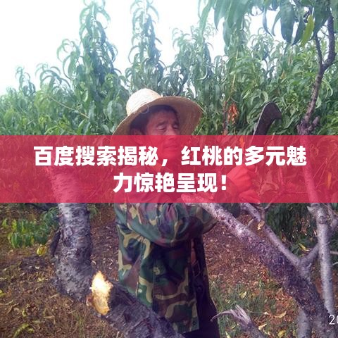 百度搜索揭秘，紅桃的多元魅力驚艷呈現(xiàn)！