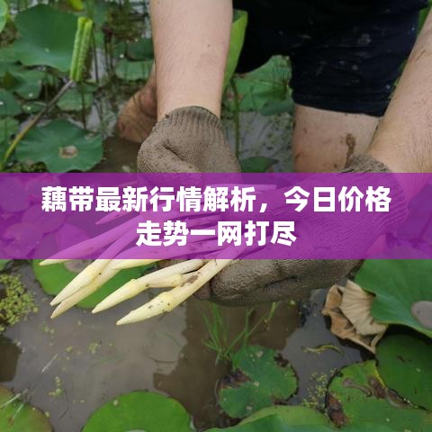 藕帶最新行情解析，今日價格走勢一網(wǎng)打盡